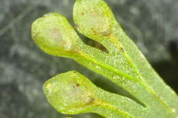 Image of Hymenophyllales