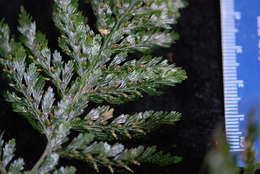 Image of Hymenophyllaceae