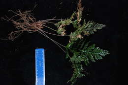 Image of Hymenophyllaceae