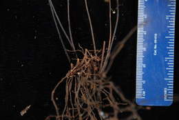 Image of Hymenophyllaceae