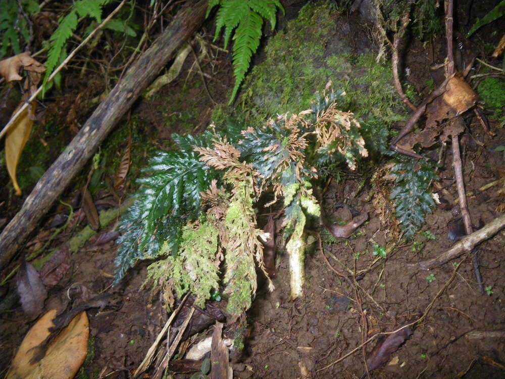 Image of Hymenophyllaceae