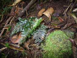 Image of Hymenophyllaceae