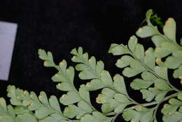 Image of Hypodematiaceae