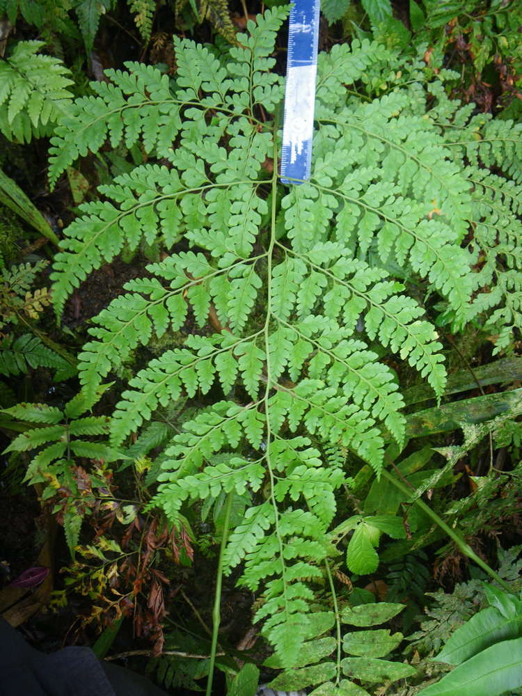 Image of Hypodematiaceae