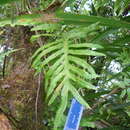 Phymatosorus powellii (Bak.) Pic. Serm. resmi
