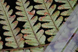 Image de Dryopteris macrolepidota Copel.