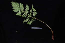 Image de Dryopteris macrolepidota Copel.