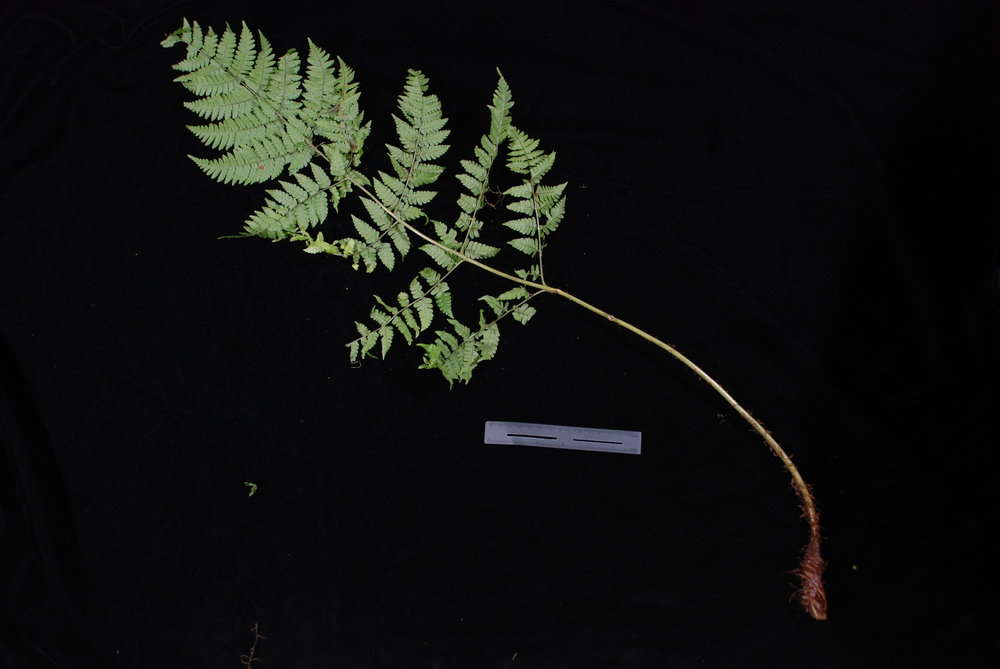 Image de Dryopteris macrolepidota Copel.