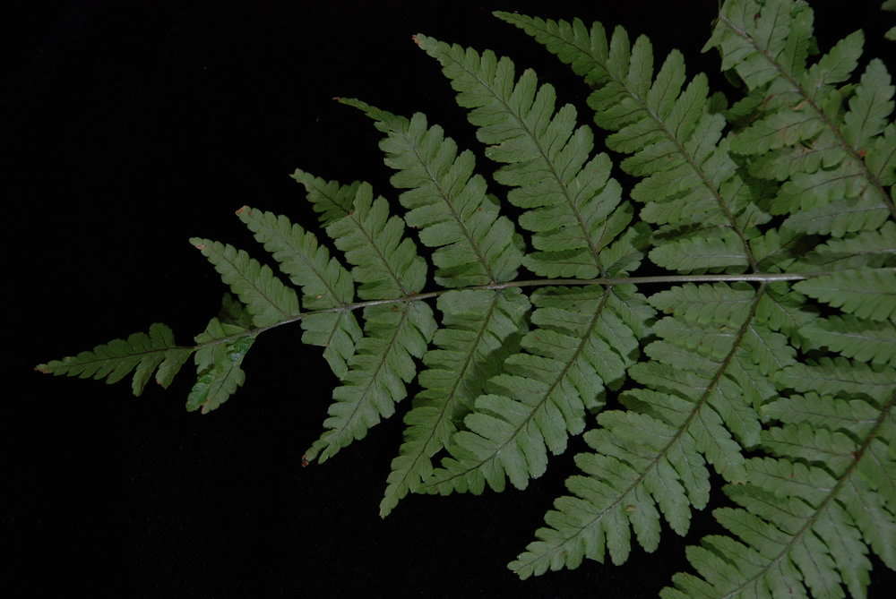 Image de Dryopteris macrolepidota Copel.