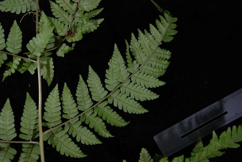 Image de Dryopteris macrolepidota Copel.