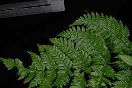 Image de Dryopteris macrolepidota Copel.