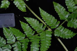 Image de Dryopteris macrolepidota Copel.