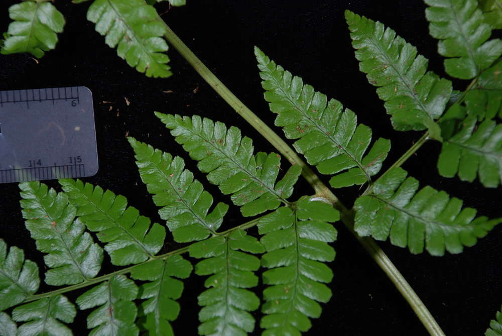 Image de Dryopteris macrolepidota Copel.