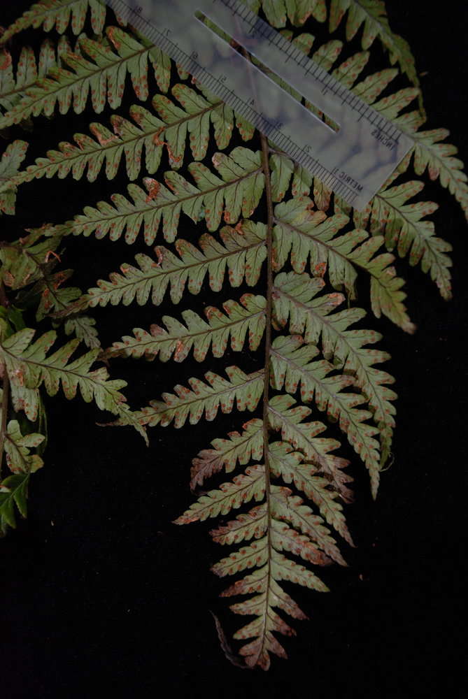 Image de Dryopteris macrolepidota Copel.