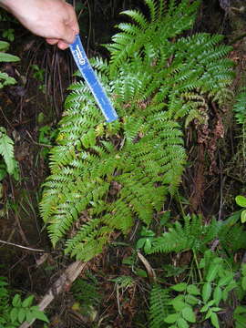 Image de Dryopteris macrolepidota Copel.