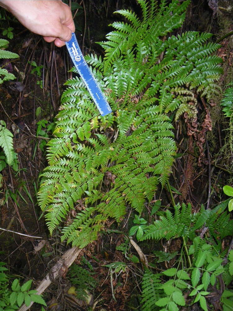 Image de Dryopteris macrolepidota Copel.