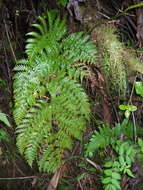 Image de Dryopteris macrolepidota Copel.