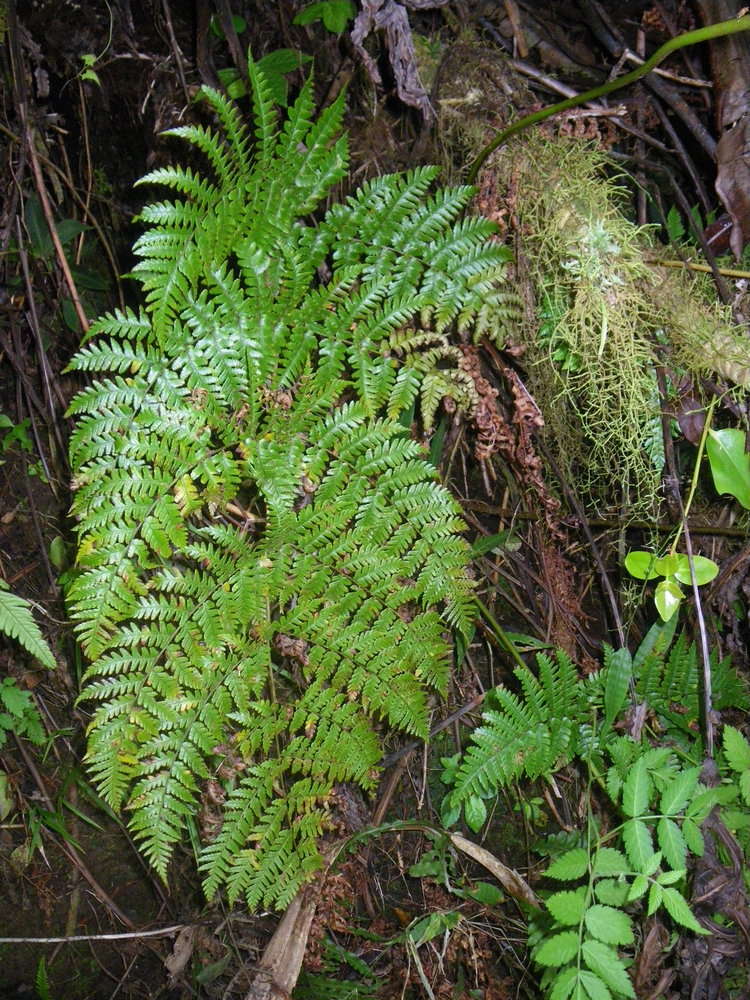 Image de Dryopteris macrolepidota Copel.