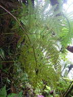 Image de Dryopteris macrolepidota Copel.