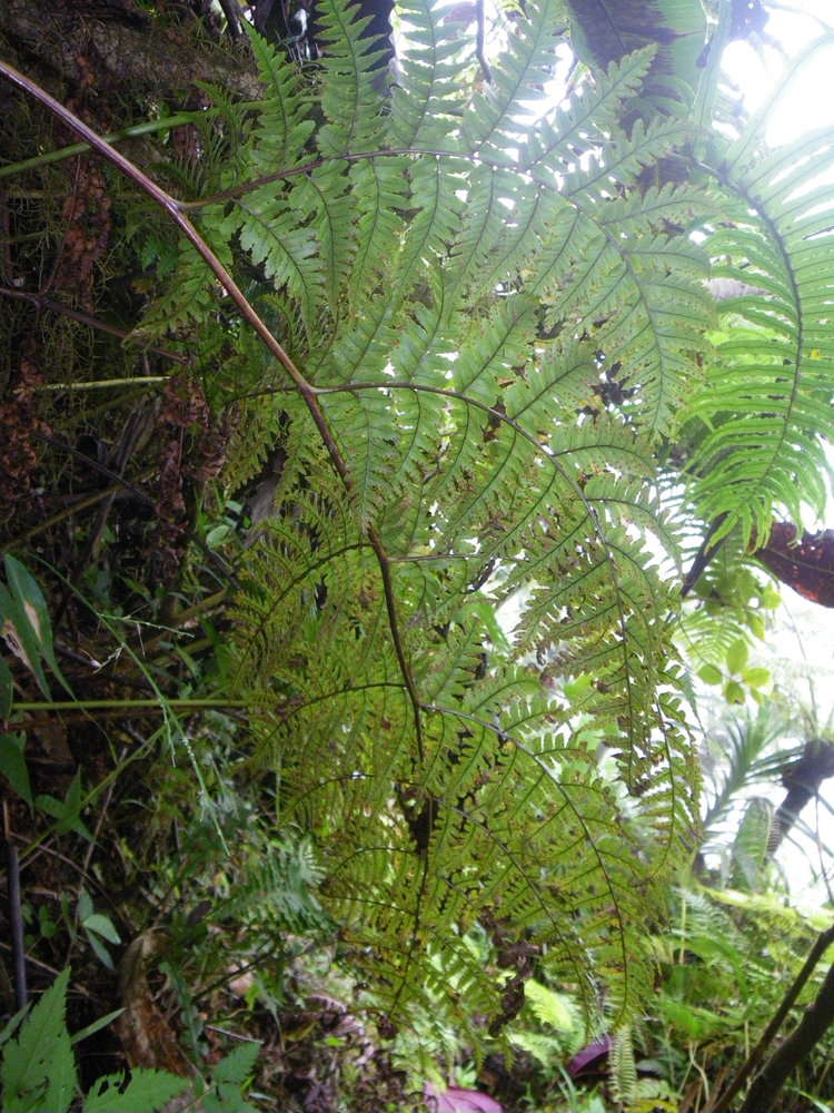 Image de Dryopteris macrolepidota Copel.