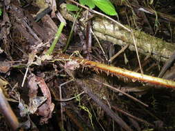 Image de Dryopteris macrolepidota Copel.