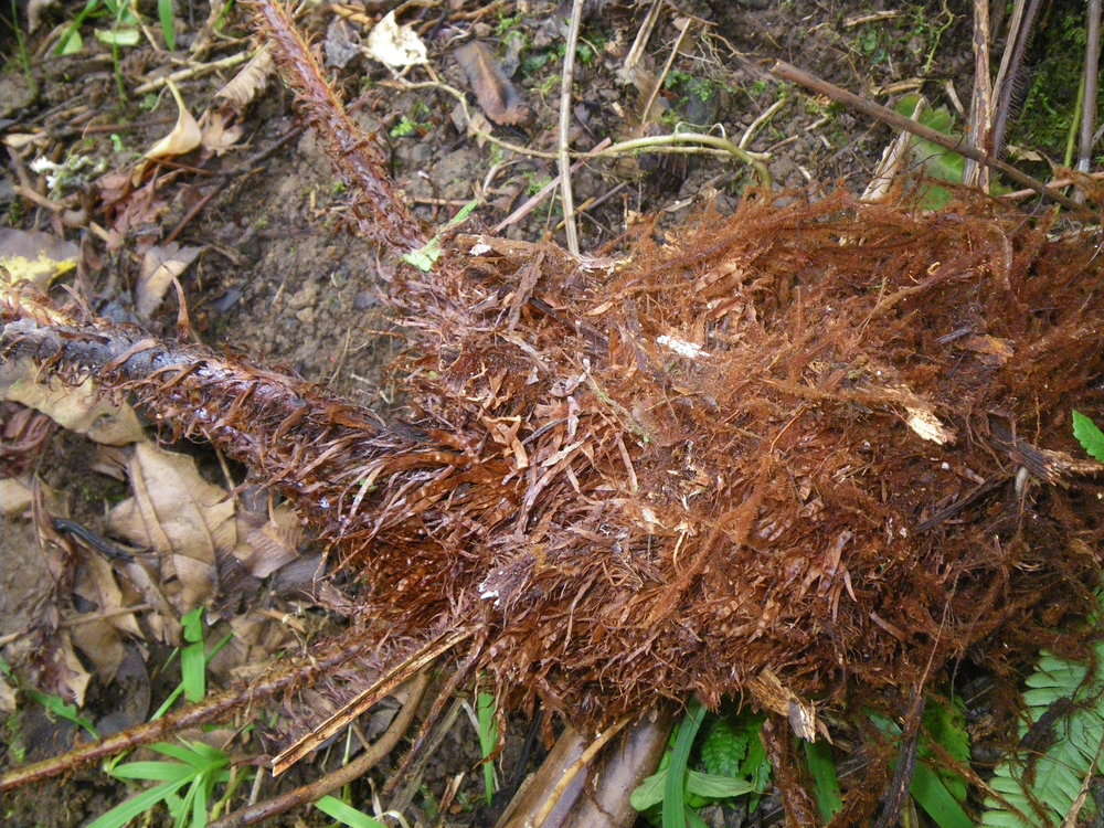 Image de Dryopteris macrolepidota Copel.