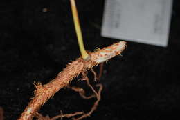 Image of Selliguea plantaginea Brack.