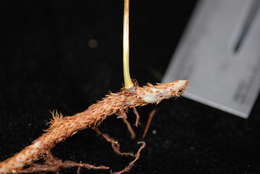 Image of Selliguea plantaginea Brack.
