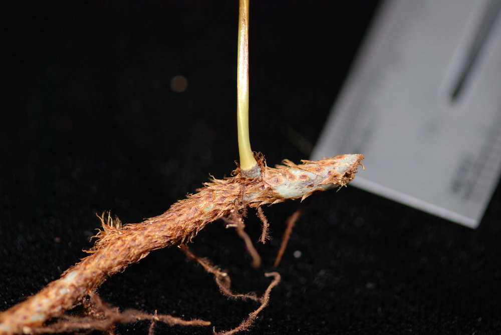 Image of Selliguea plantaginea Brack.