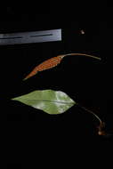 Image of Selliguea plantaginea Brack.