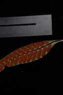 Image of Selliguea plantaginea Brack.