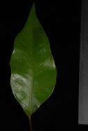 Image of Selliguea plantaginea Brack.