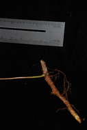 Image of Selliguea plantaginea Brack.