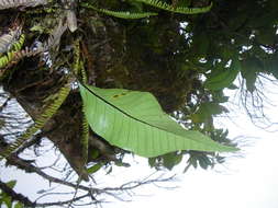 Image of Selliguea plantaginea Brack.