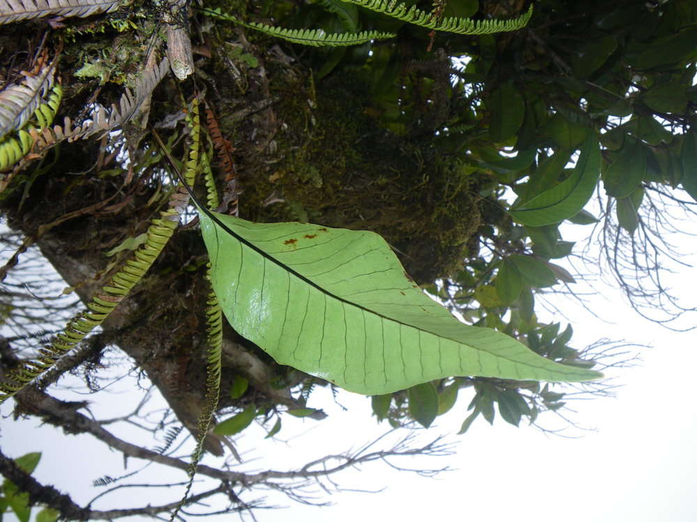 Image of Selliguea plantaginea Brack.