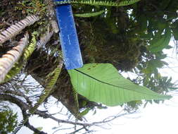 Image of Selliguea plantaginea Brack.