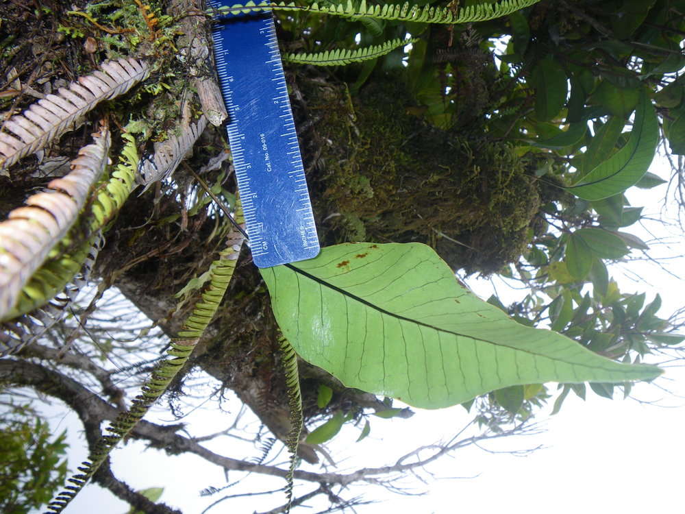 Image of Selliguea plantaginea Brack.