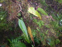 Image of Selliguea plantaginea Brack.