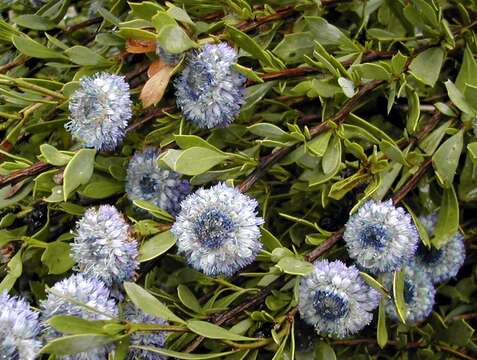 Image of Alypo globe daisy