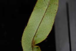 Image of Elaphoglossum samoense Brack.