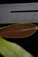 Image of Elaphoglossum samoense Brack.