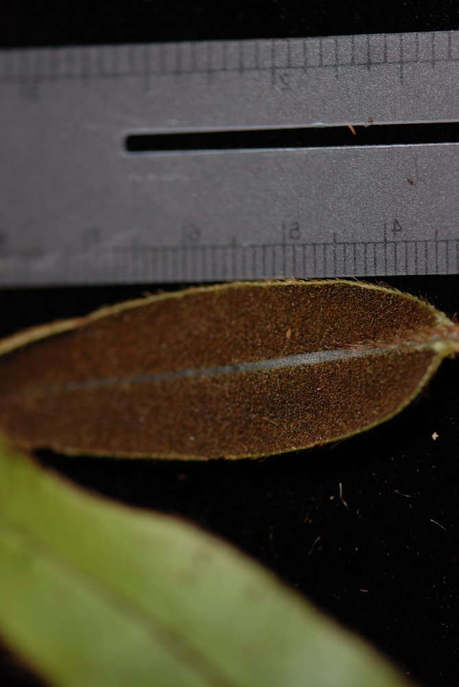 Image of Elaphoglossum samoense Brack.