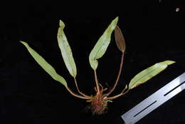 Image of Elaphoglossum samoense Brack.