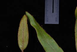 Image of Elaphoglossum samoense Brack.