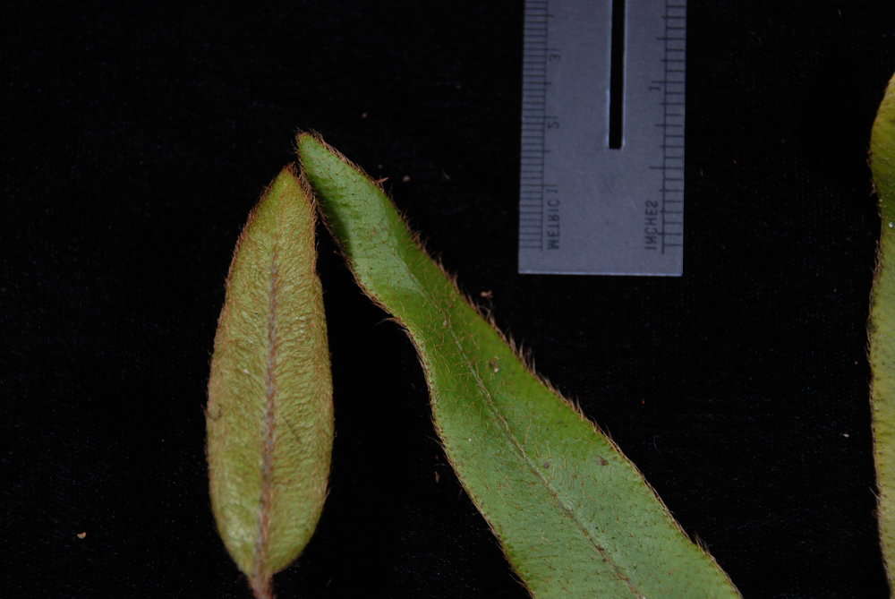 Image of Elaphoglossum samoense Brack.