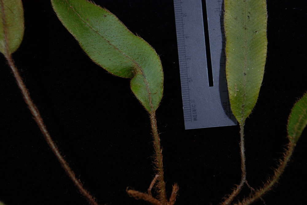 Image of Elaphoglossum samoense Brack.