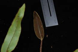 Image of Elaphoglossum samoense Brack.