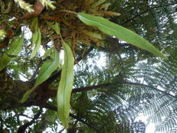 Sivun Elaphoglossum samoense Brack. kuva