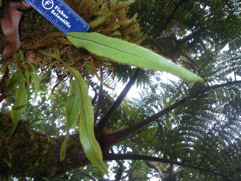 Imagem de Elaphoglossum samoense Brack.