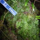 Image de Hymenophyllum flabellatum Labill.
